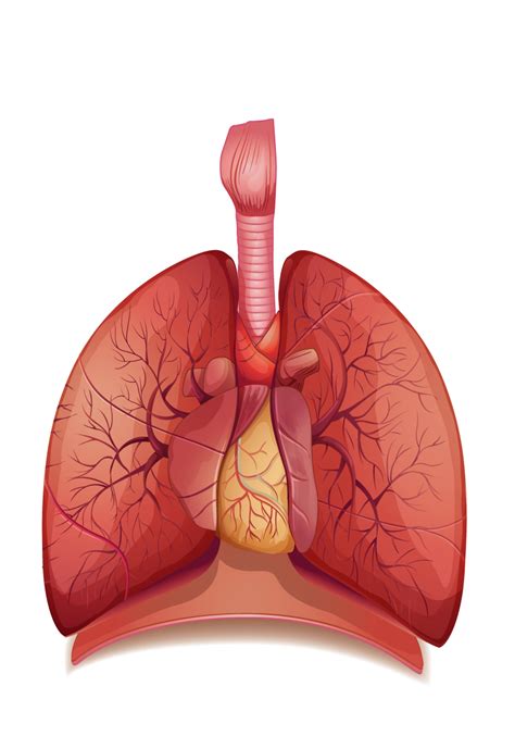 lungs png transparent images png