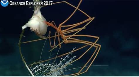 The Echinoblog: Okeanos Follow-up: Giant Sea-Spiders EAT! Cnidarians ...