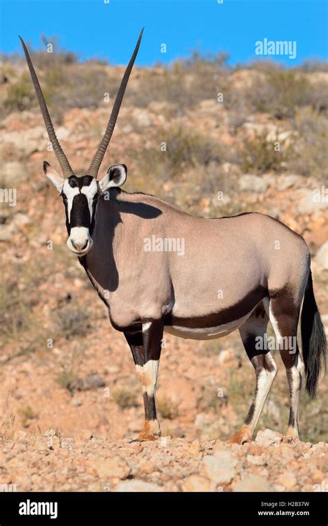 meet  gemsbok  stunning straight horned african