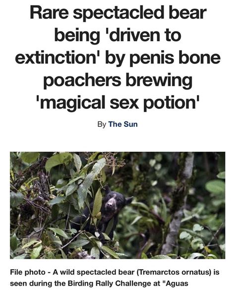 penis bone poachers brewing magical sex potion : r/BrandNewSentence