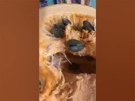 Тыква 🎃 голосемянка, а вы знали про такую? Жду ваши комментарии и ...