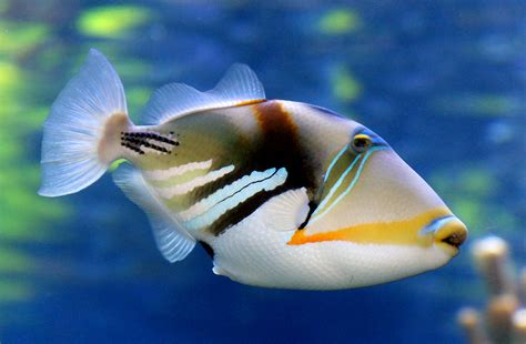 images underwater hawaii aquarium marinelife vertebrate