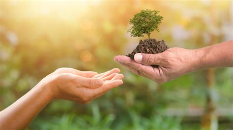 handing over a tree in human hands,forest conservation concept ...
