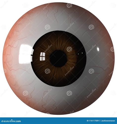 Eyeball Brown Color Isolated On White, Eye Graphic Brown For Icon