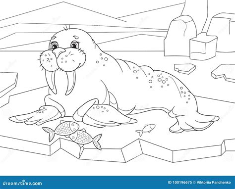 The Walrus Flippered Marine Mammal with a Discontinuous Distribution