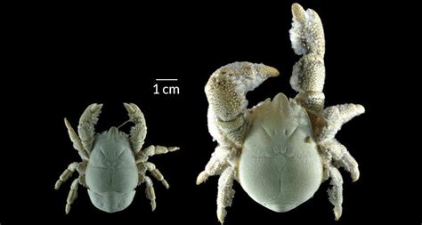 All Yeti crab species! - Marine Science in a Drop