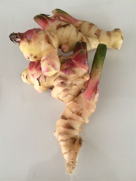 Growing Ginger Root in North Florida | Gardening in the Panhandle