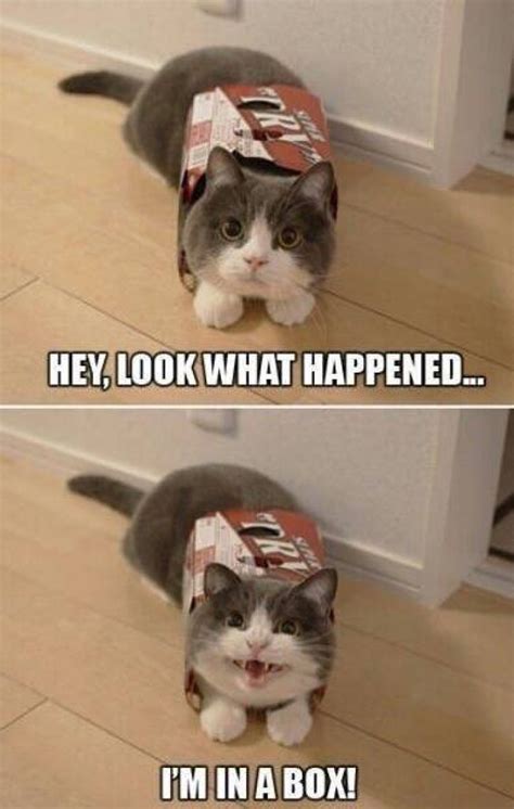 cat memes    purr