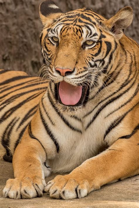 Halaman Unduh untuk file Download Gambar Macan yang ke 14