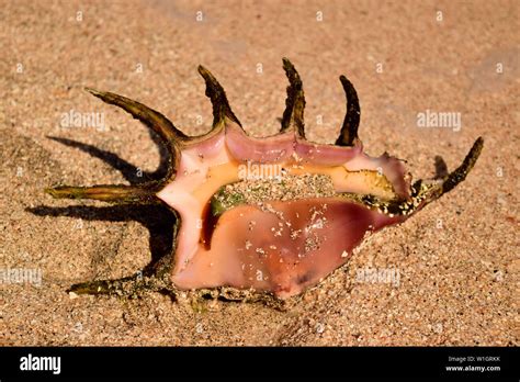big shell  res stock photography  images alamy