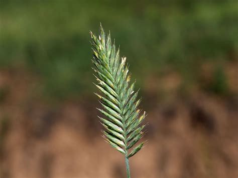 Agropyron Gaertn. | Plants of the World Online | Kew Science