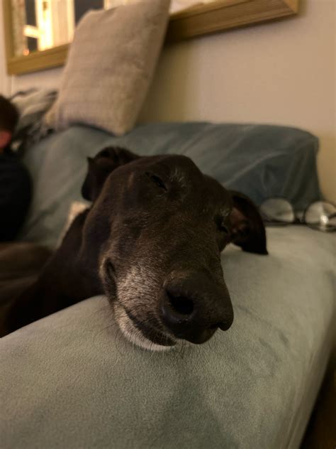 National Animal Welfare Trust Berkshire | Great Shefford