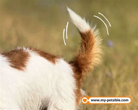 understanding tail wagging  petsible