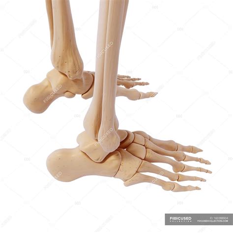 Human foot bones structural anatomy — tarsal, joint - Stock Photo