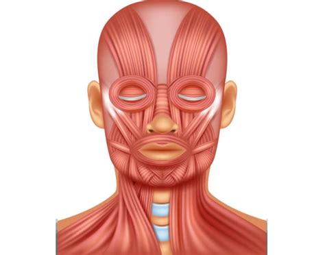 basic face muscles quiz