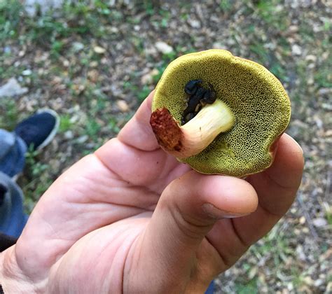 Venomous Mushroom (Look again, closer) : r/WTF