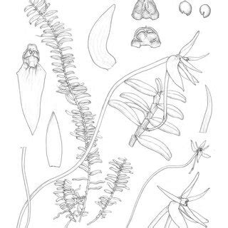 Examples of Euglossini bee pollination. (A) and (B) Eufriesea... | Download Scientific Diagram