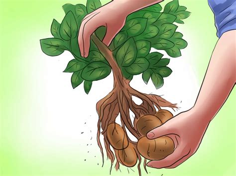 Methods For Growing Potatoes
