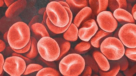 blood components functions groups  disorders