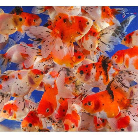comprehensive guide  fancy goldfish  day koi