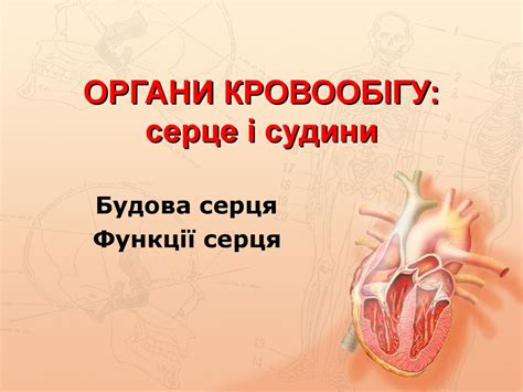 Органи кровообігу: серце і судини. Будова серця. Функції серця ...