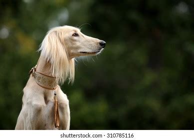 Saluki Stock Photo (Edit Now) 310785116