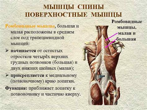 Малая и большая ромбовидная мышца спины - качаем
