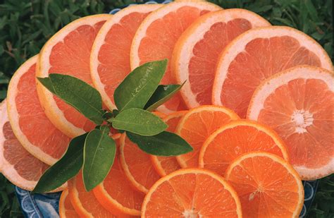 save  citrus gardening   panhandle