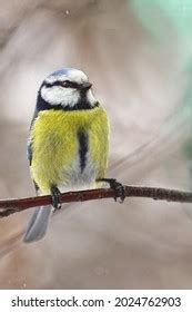 495 Perky bird Images, Stock Photos & Vectors | Shutterstock