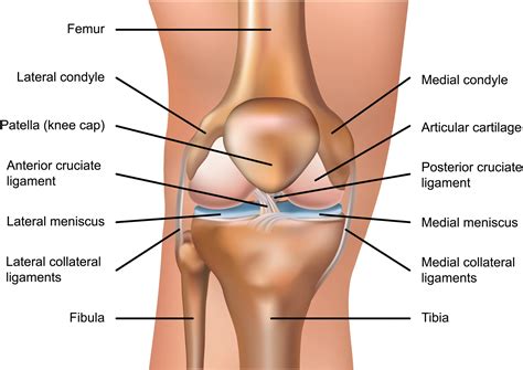 Matthew Boyle - Orthopaedic Surgeon - Knee Anatomy | Knee Ligaments