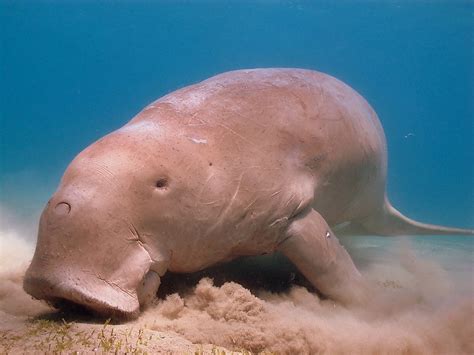 Dugong Facts - Animals of the Ocean