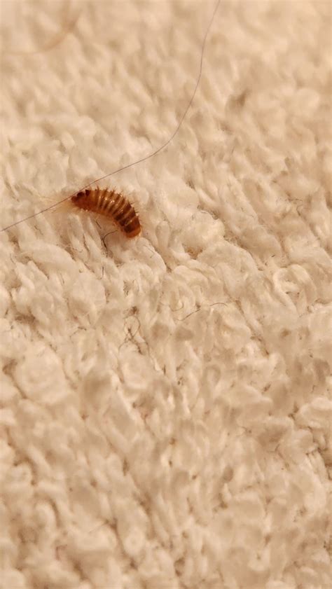 Carpet Beetle Larvae? : r/whatsthisbug