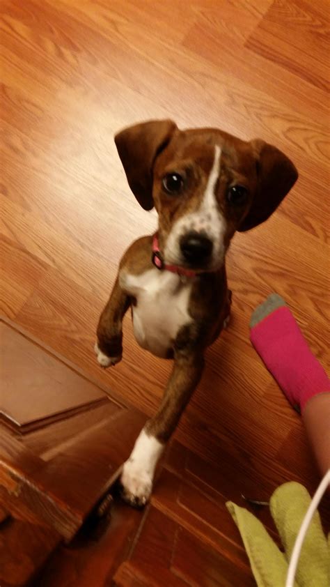 343 best Mountain Cur images on Pholder | Mountain Cur, Aww and Doggy DNA