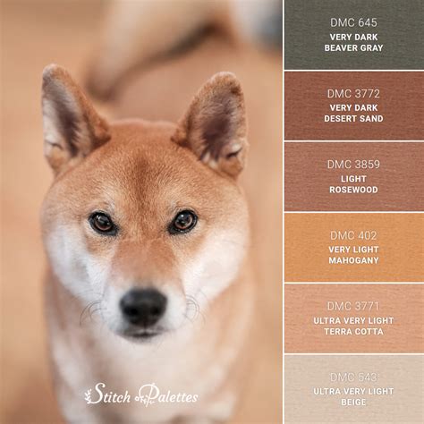 Shiba Inu Colors