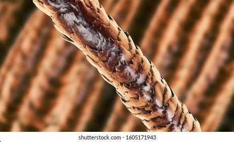 Human Hair Microscope Photos and Images | Shutterstock