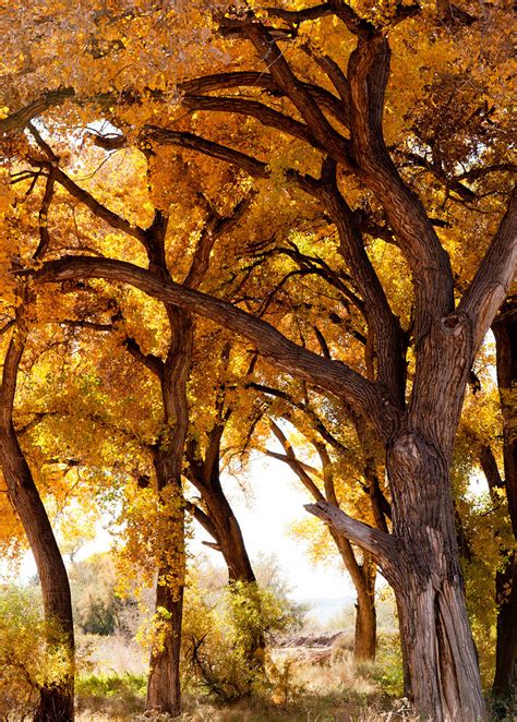 Cottonwood - Keepers of the River