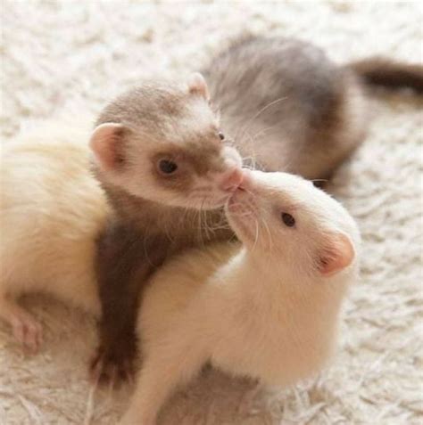 discover  ferrets  cute ferrets ideas pet ferret funny