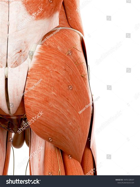 63,101 Human Back Anatomy Images, Stock Photos & Vectors | Shutterstock