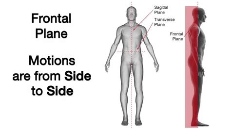 Frontal Plane Anatomy