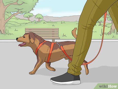 how do you get a dog to sit