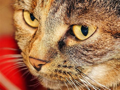 cat head female  photo  pixabay pixabay