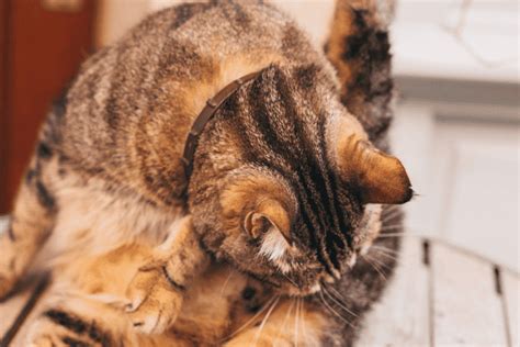 how to teach a cat to clean its bum