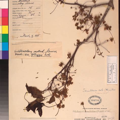 akle albizia acle plant care   grow water