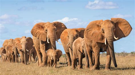 Elephants on the Move: Mapping Connections Across African Landscapes
