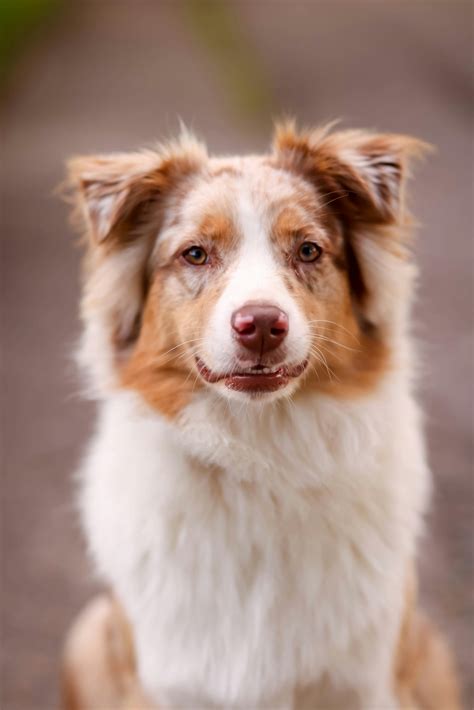 Australian shepherd · Free Stock Photo
