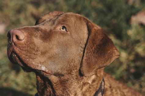 Chesapeake Bay retriever: Dog breed characteristics & care