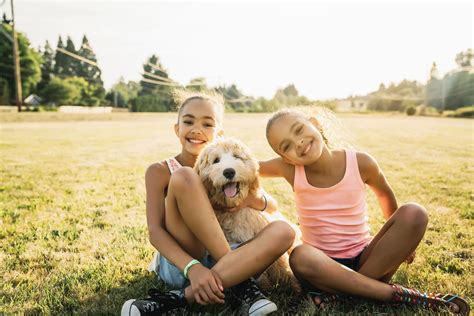 Australian Labradoodle Puppies For Sale, Are They A Family Pet?