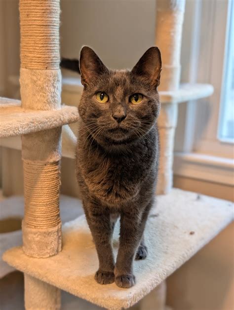 Oshawa Humane Society adoptions reach record highs this month 20