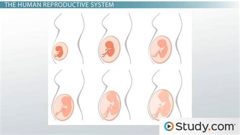 male female intercourse diagram