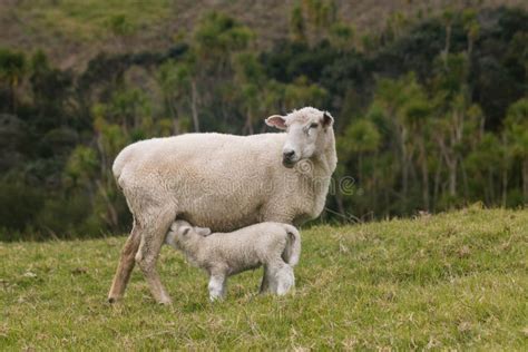 O Cordeiro Ajoelha-se Para Mamar - Mamando O Cordeiro Com Ovelha Foto de Stock - Imagem de ovelha, cauda ...